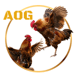 AOG Cockfight